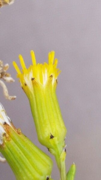 Senecio nutans flower