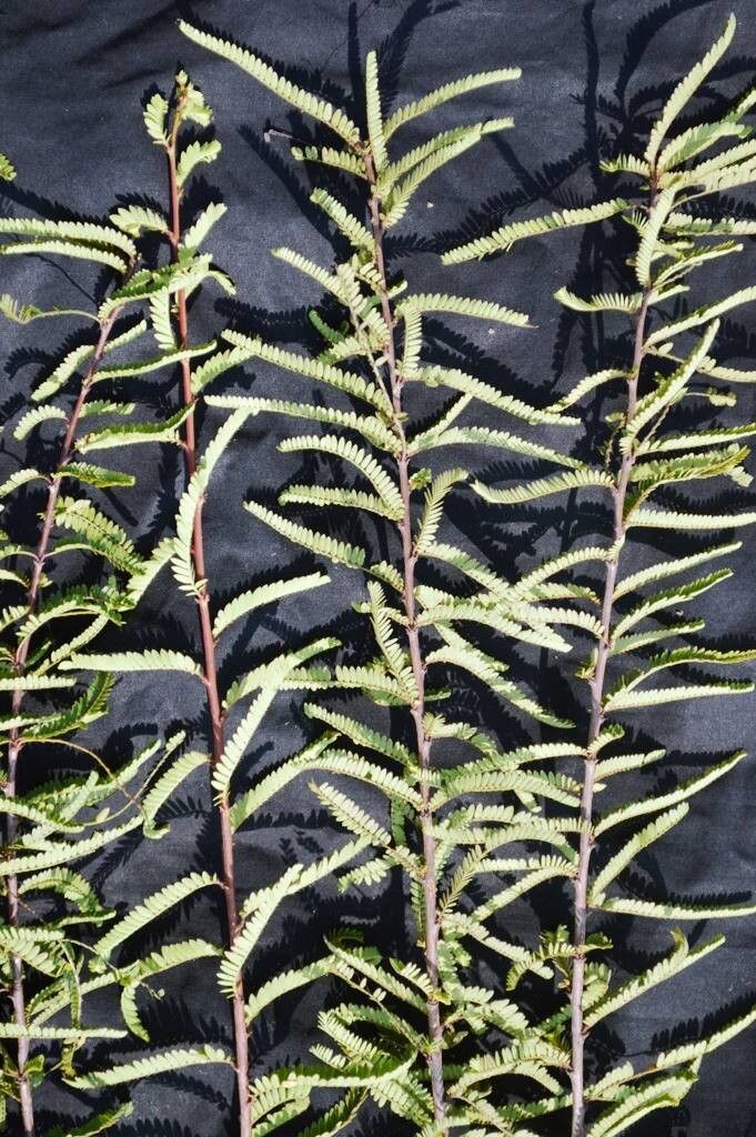 Phyllanthus lawii leaf