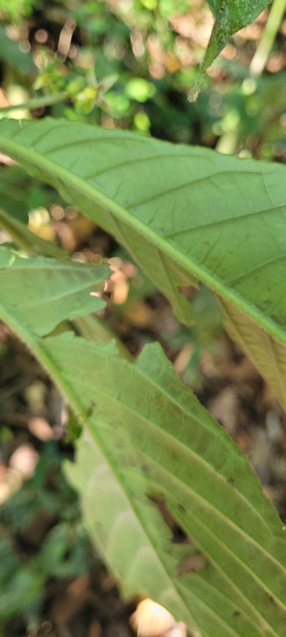 Solanum thelopodium bark