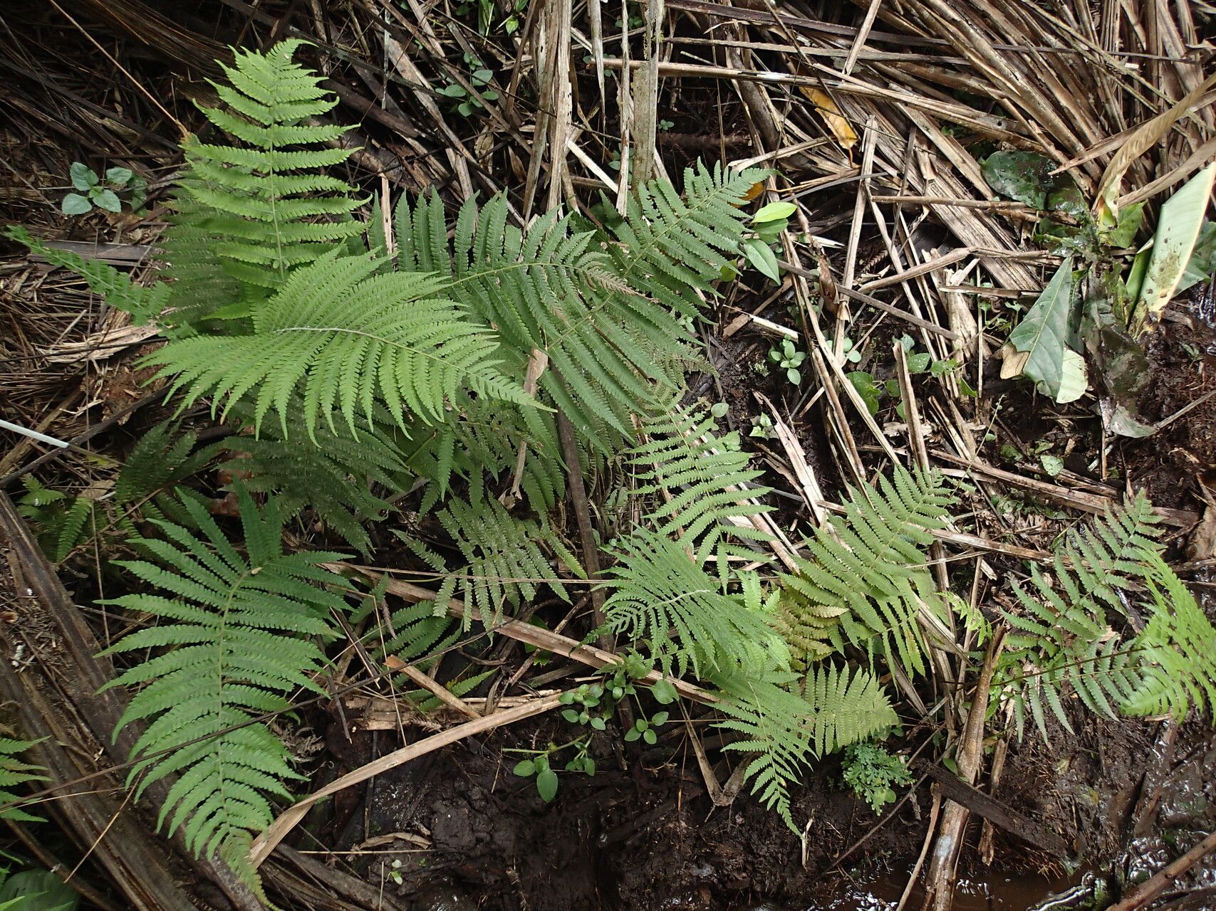 Thelypteris hispidula habit