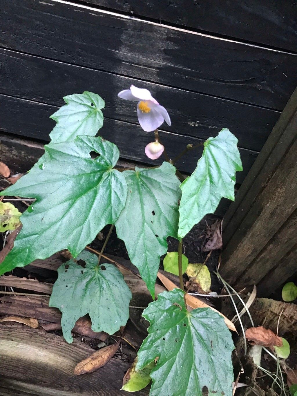 Begonia × chungii flower