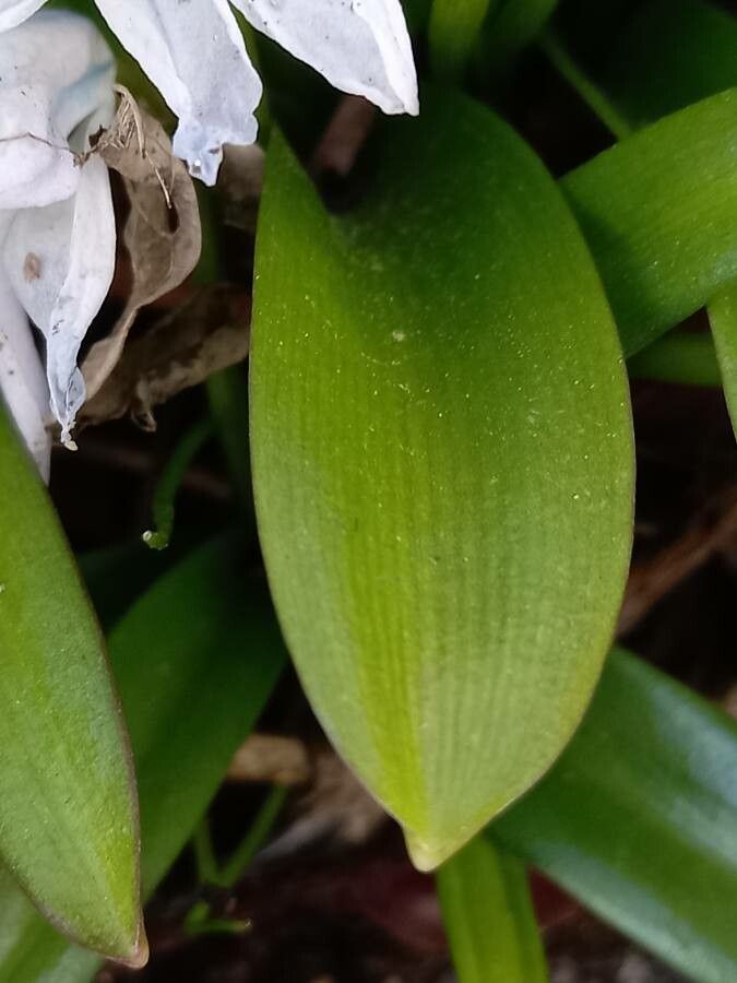 Othocallis mischtschenkoana leaf