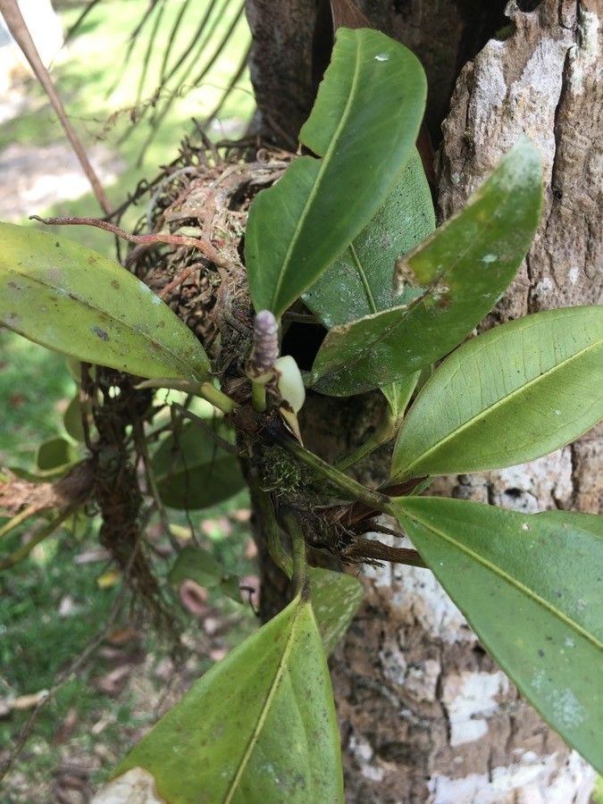 Anthurium obtusum leaf