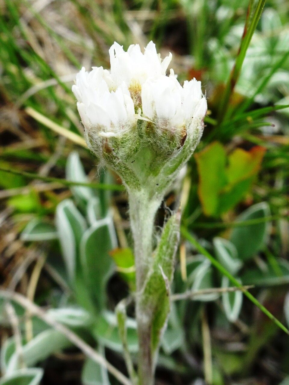 Antennaria dioica flower