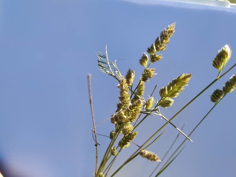 Beckmannia syzigachne flower