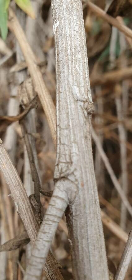 Baccharis salicina bark