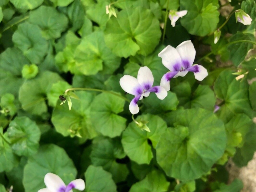 Viola banksii flower