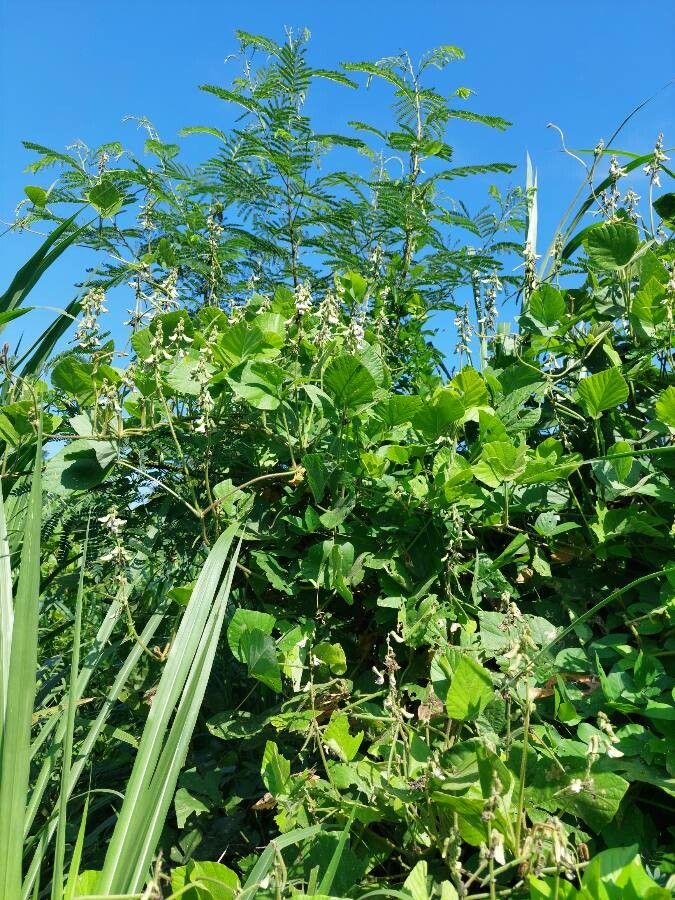 Pueraria phaseoloides fruit