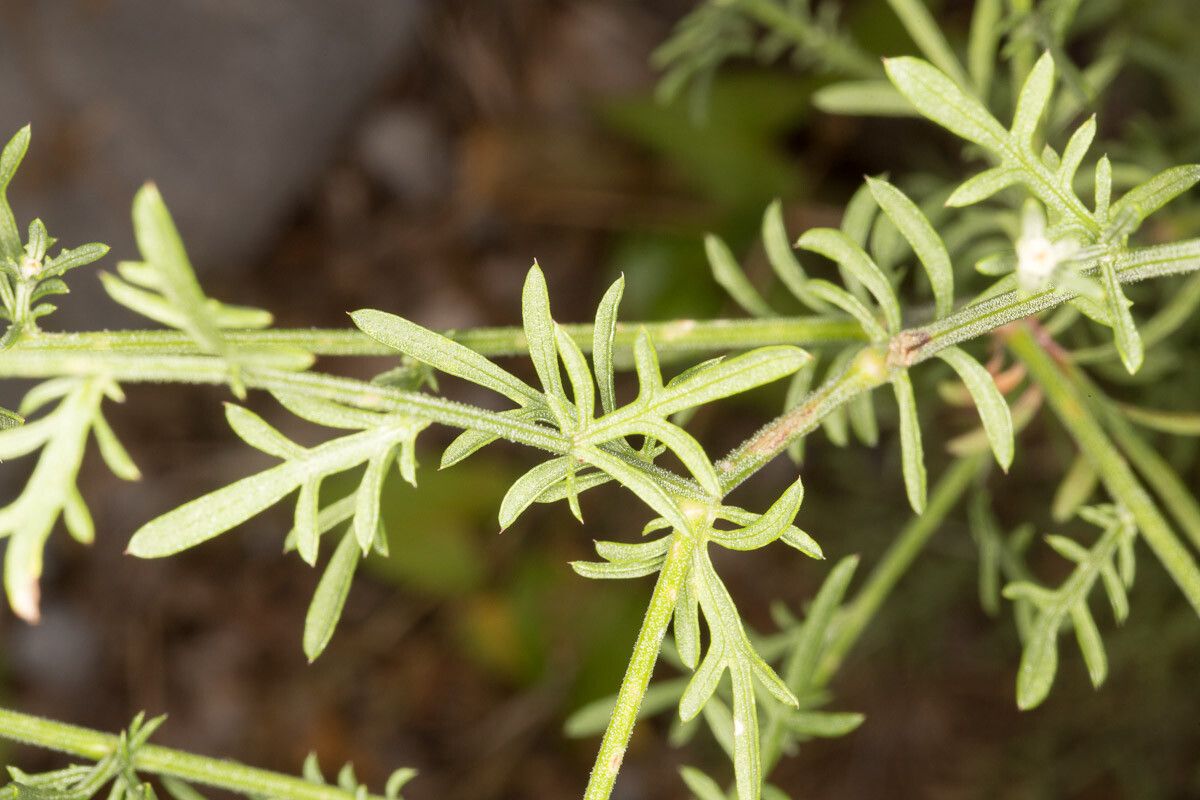 Centaurea kartschiana — houseplant care guide