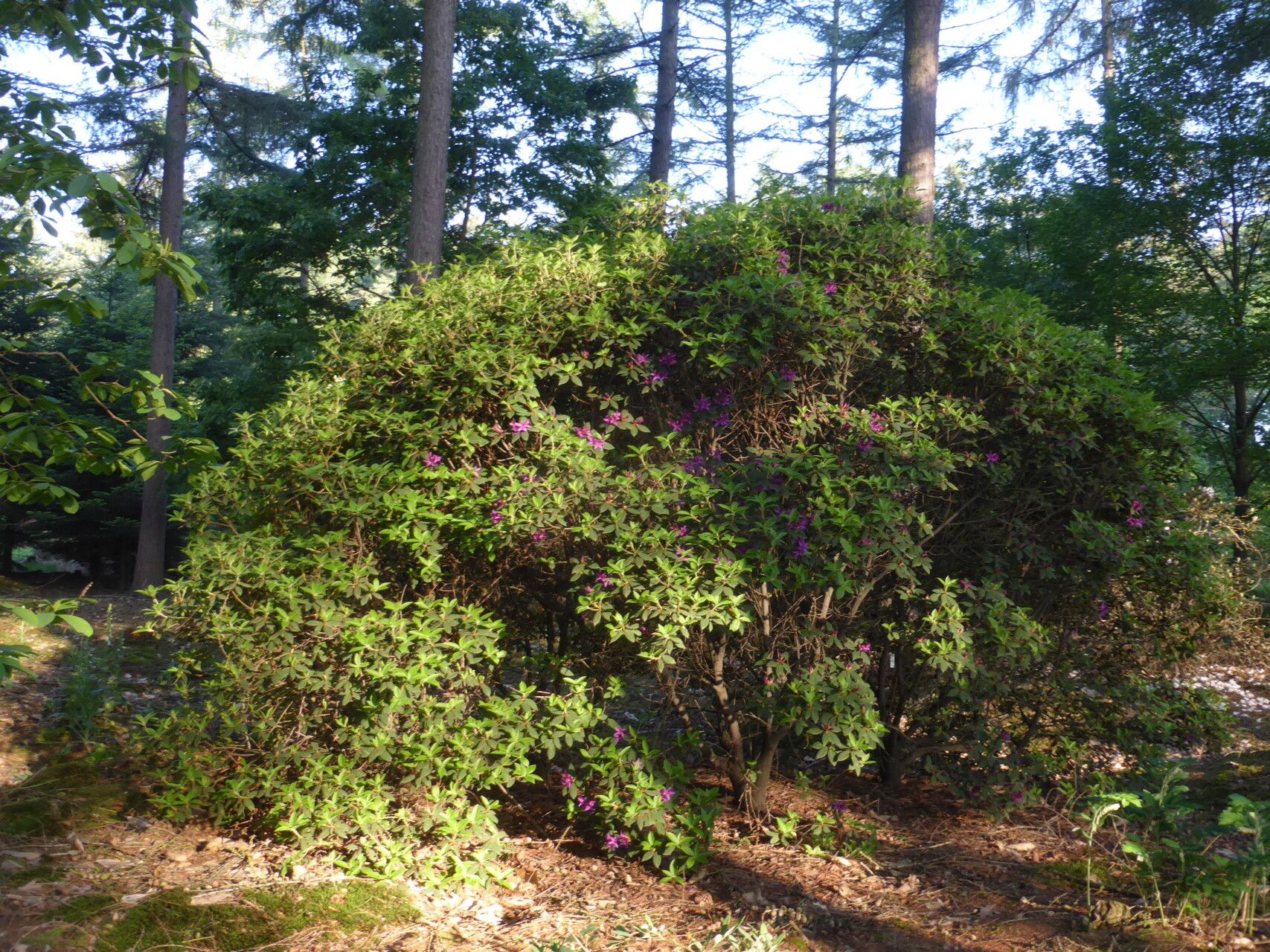Rhododendron trichanthum habit