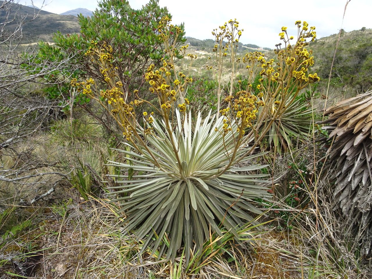 Espeletia argentea habit