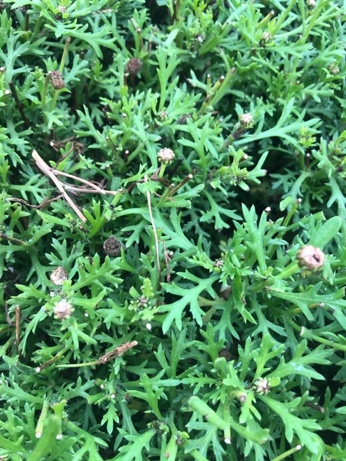 Rhodanthemum hosmariense leaf