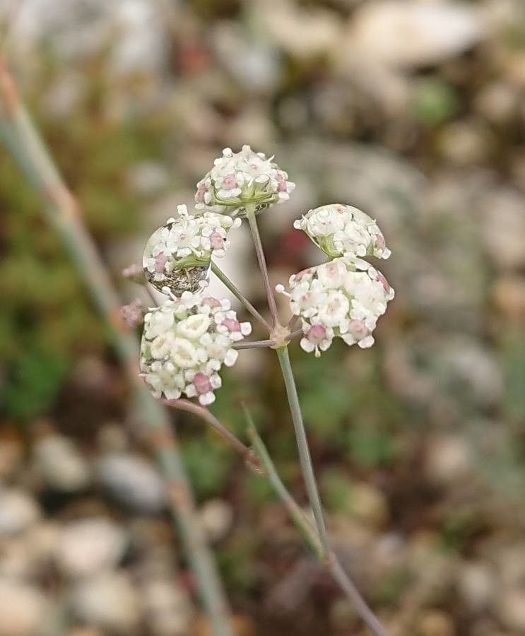 Seseli longifolium flower