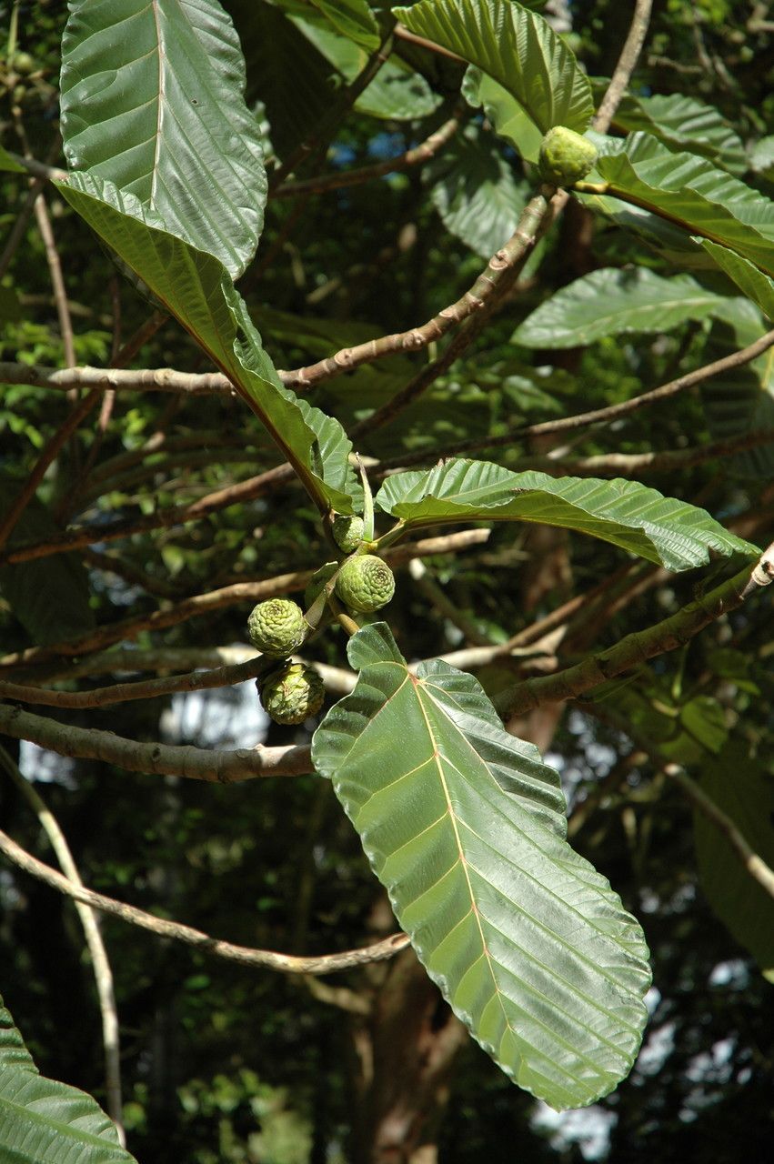 Ficus dammaropsis leaf