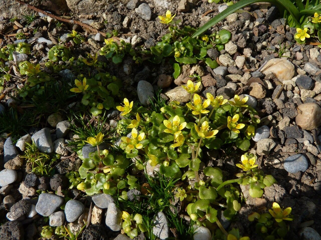 Saxifraga cymbalaria habit
