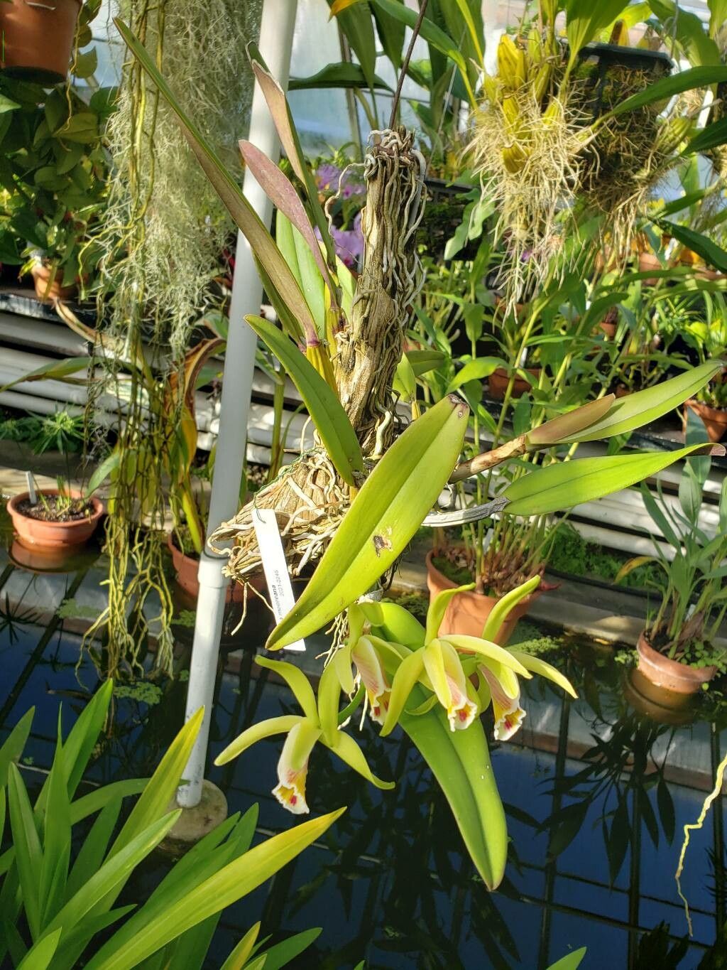 Cattleya mooreana habit