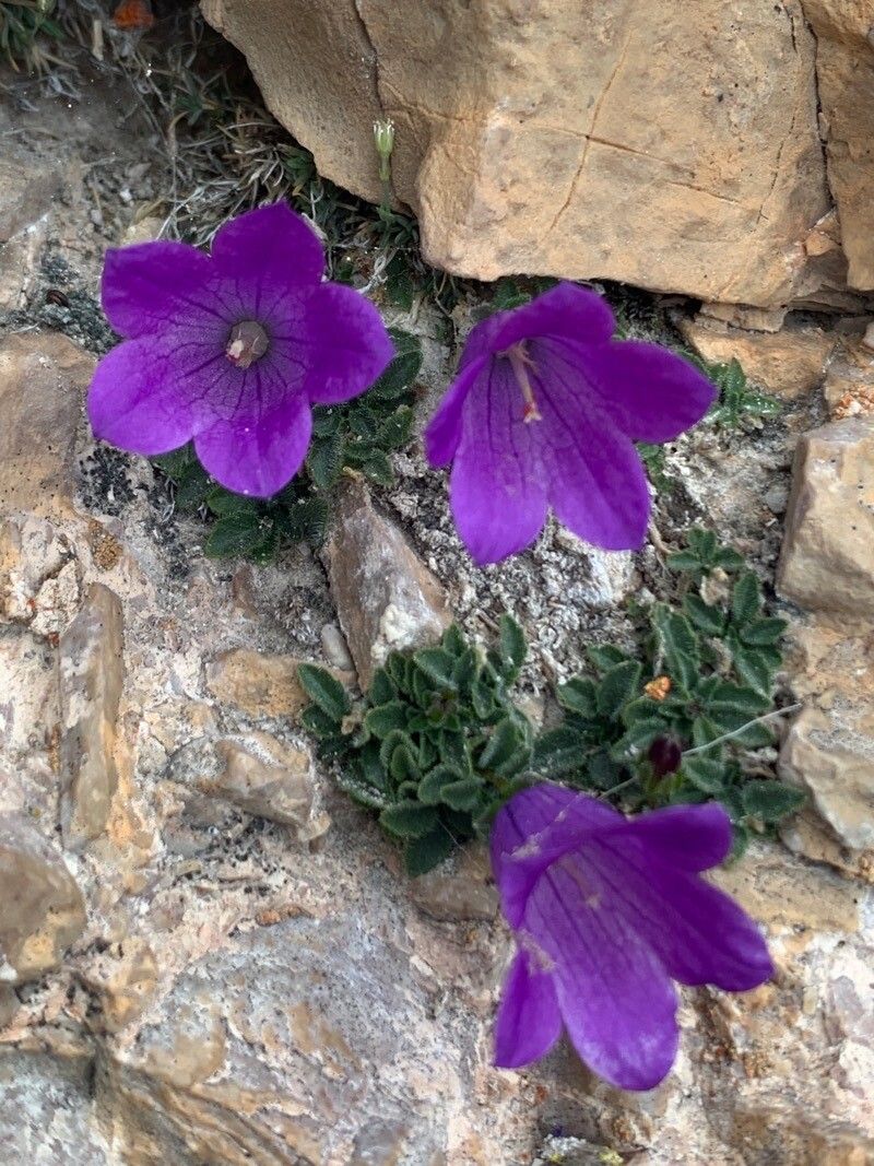 Campanula morettiana — houseplant care guide