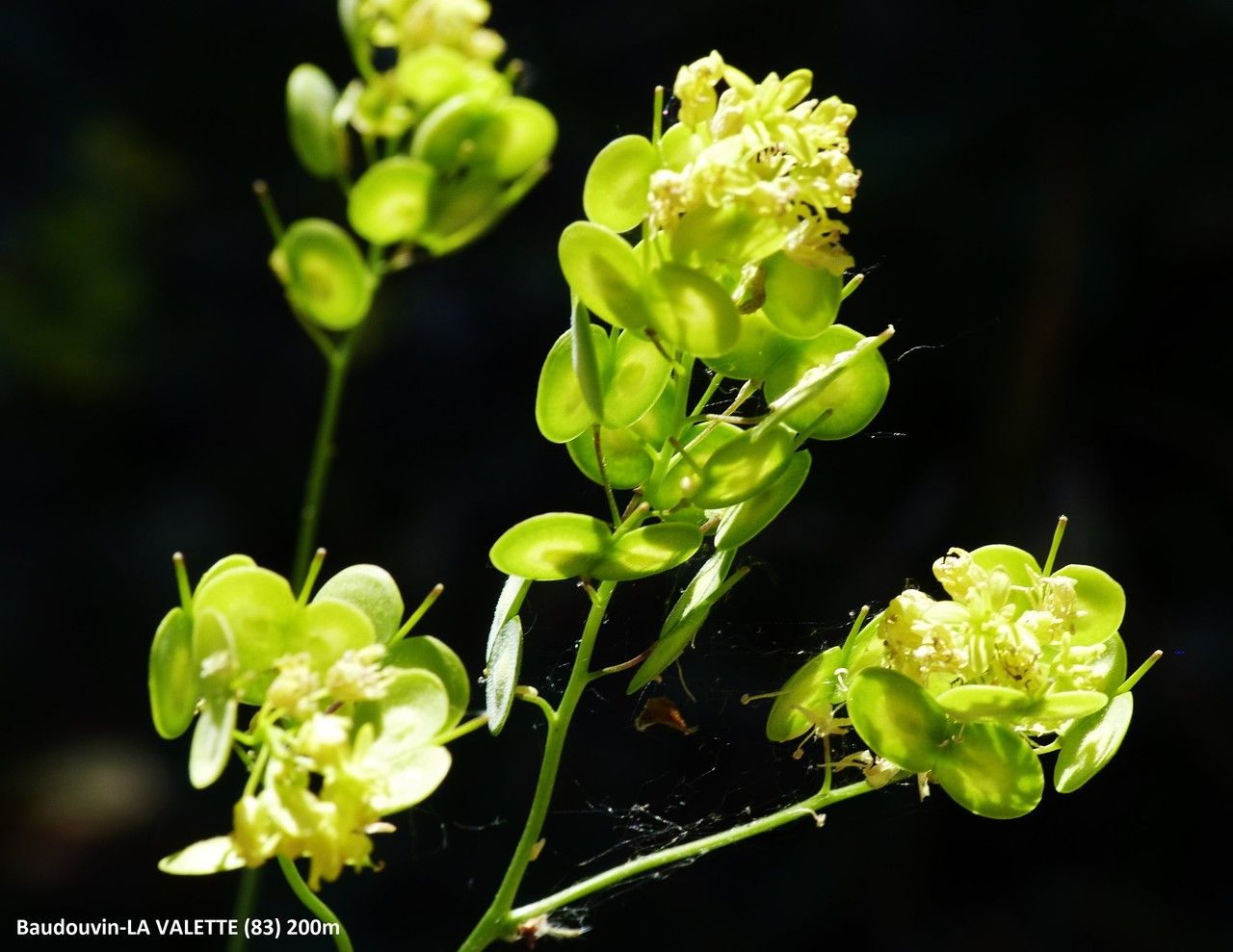 Biscutella minor flower