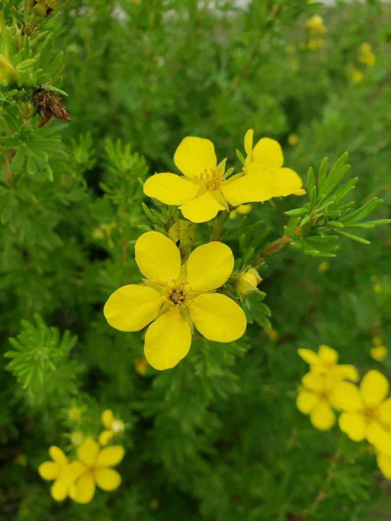 Dasiphora fruticosa flower