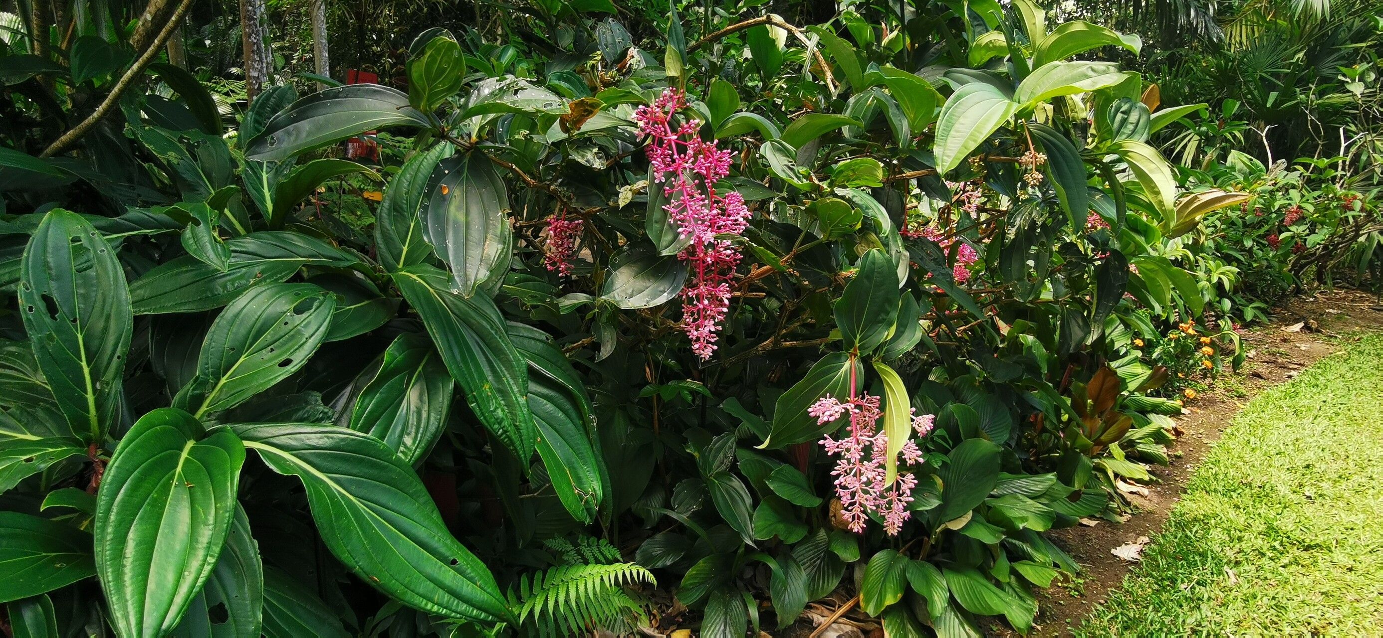 Medinilla banahaensis