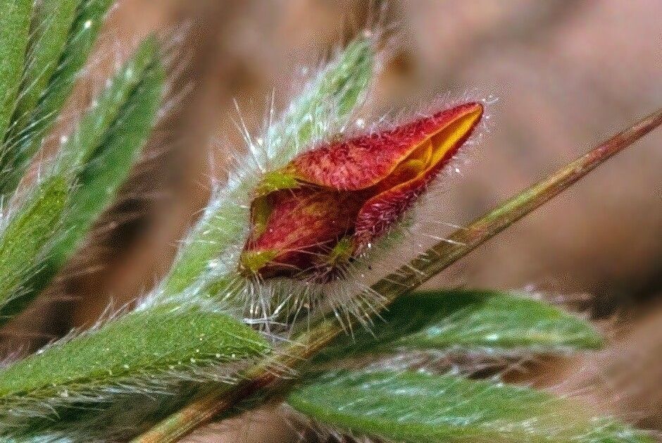 Crotalaria alexandri flower
