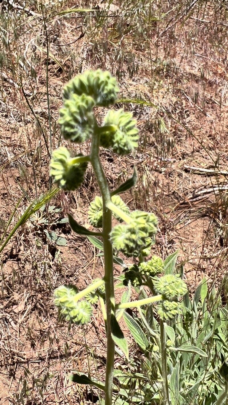 Phacelia imbricata flower