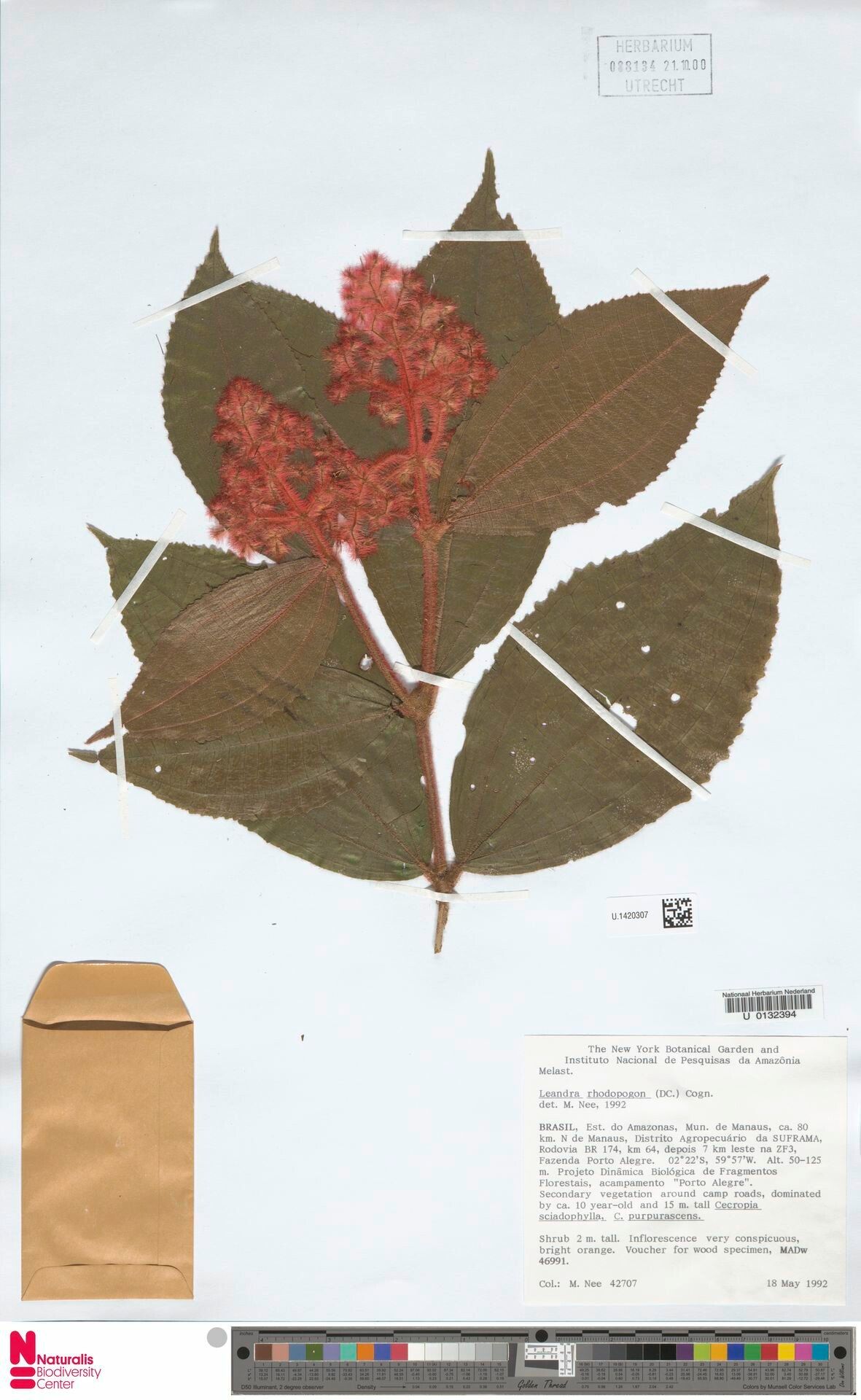 Miconia rhodopogon flower