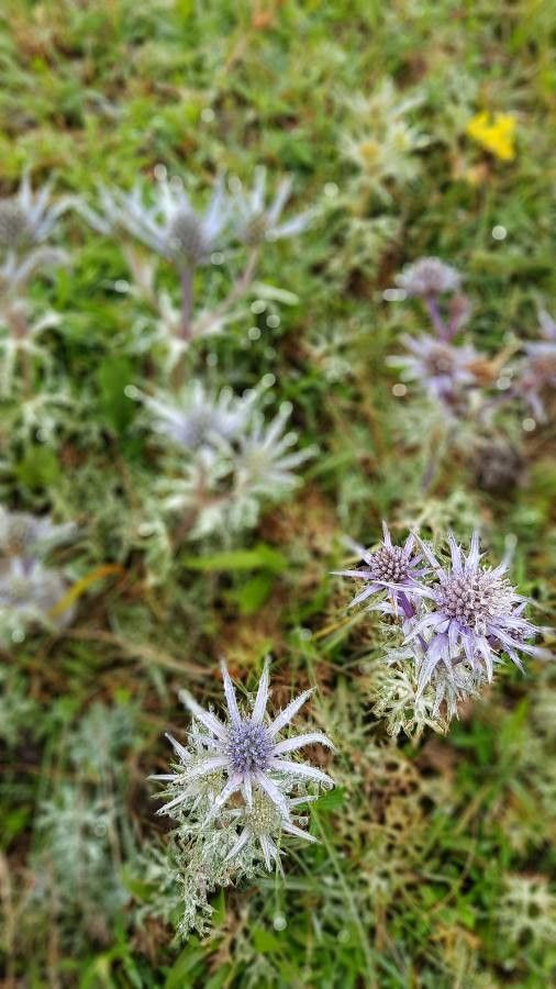 Eryngium hookeri flower