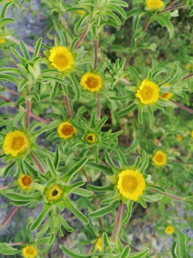 Asteriscus aquaticus — houseplant care guide