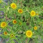 Asteriscus aquaticus