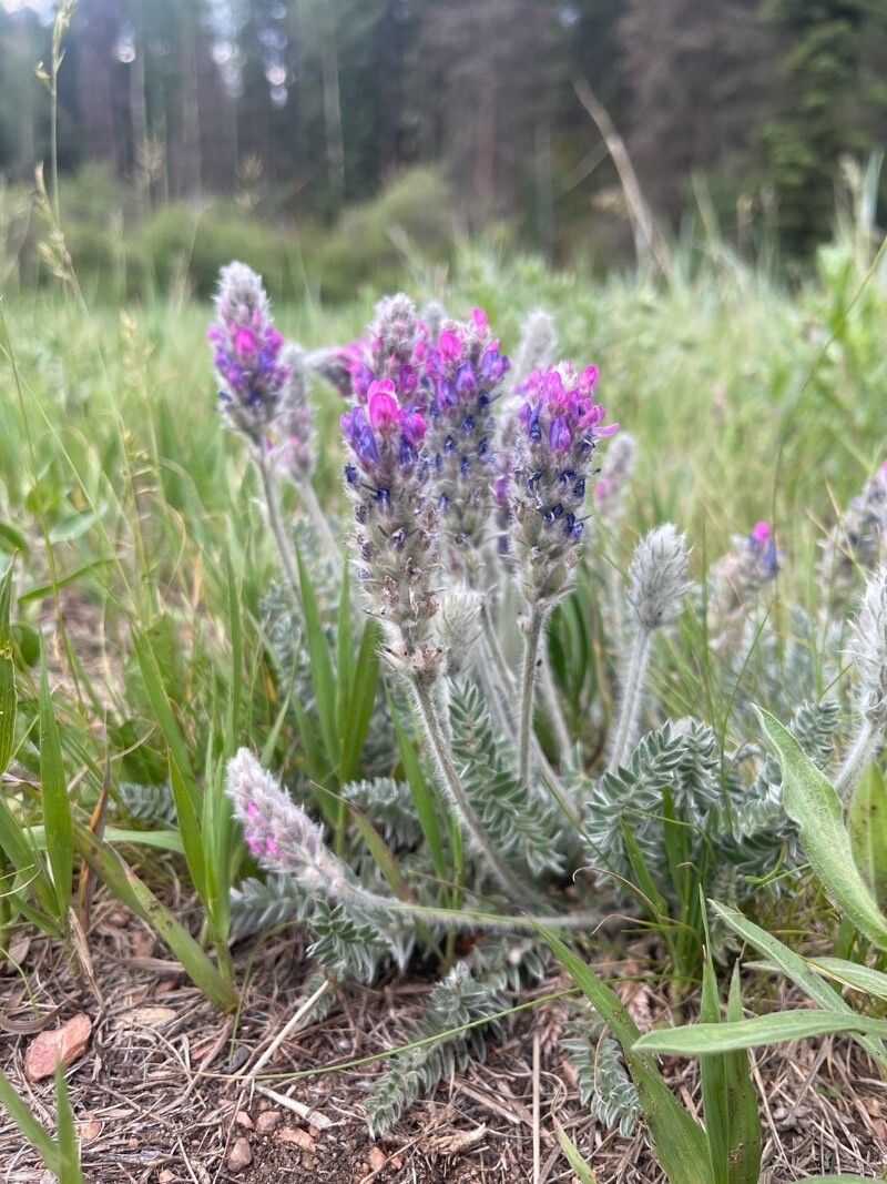 Oxytropis splendens habit