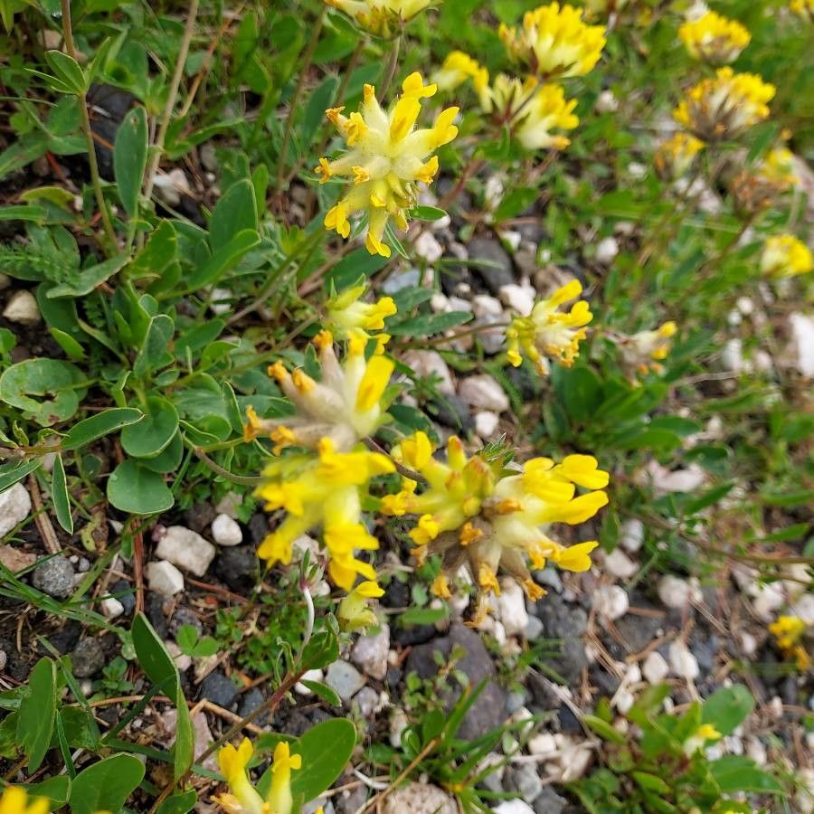 Anthyllis alpestris flower