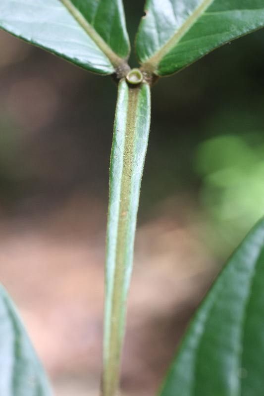 Inga melinonis other