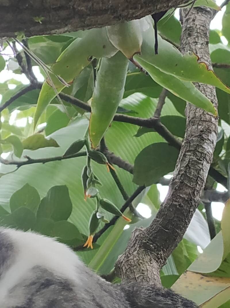 Catopsis nutans flower