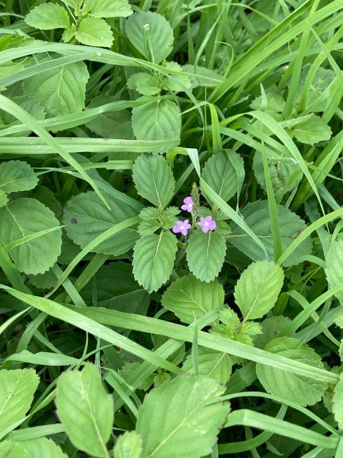 Bouchea prismatica flower