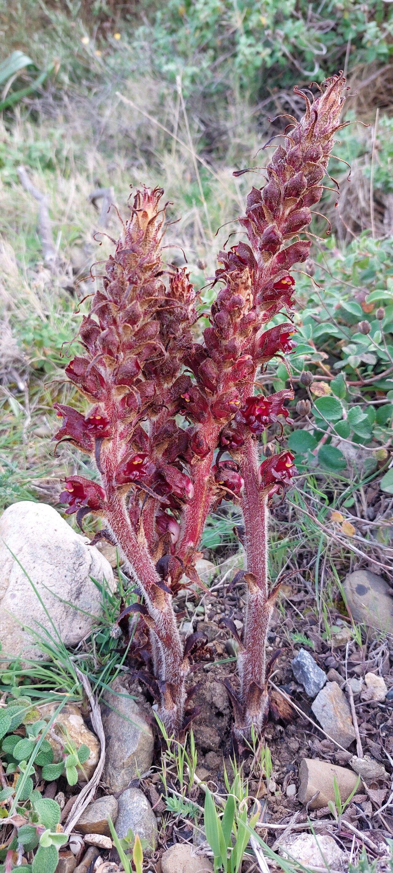 Orobanche variegata flower