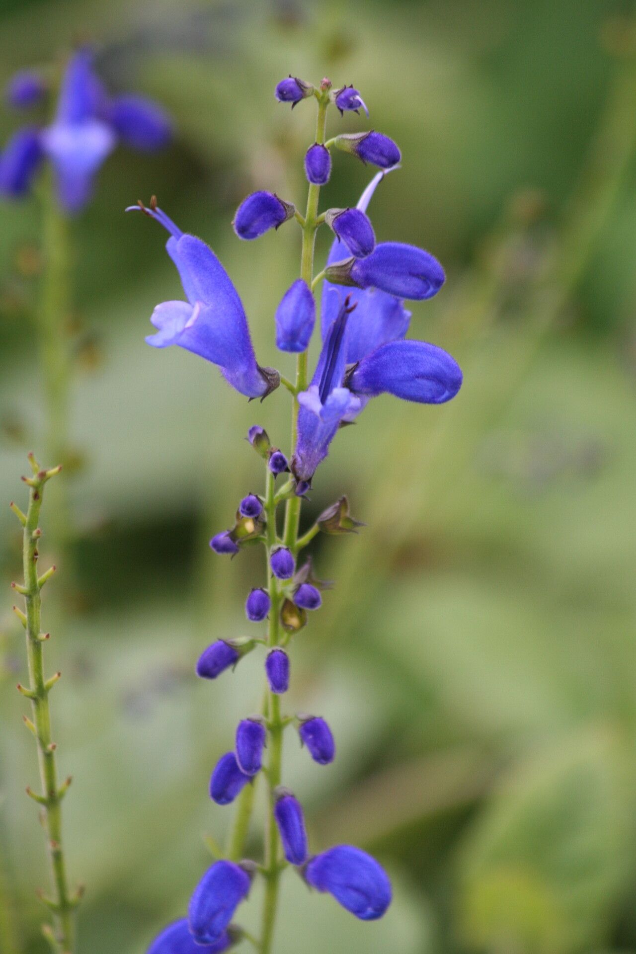 Salvia cacaliifolia — houseplant care guide