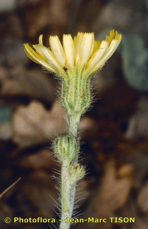 Pilosella hybrida other