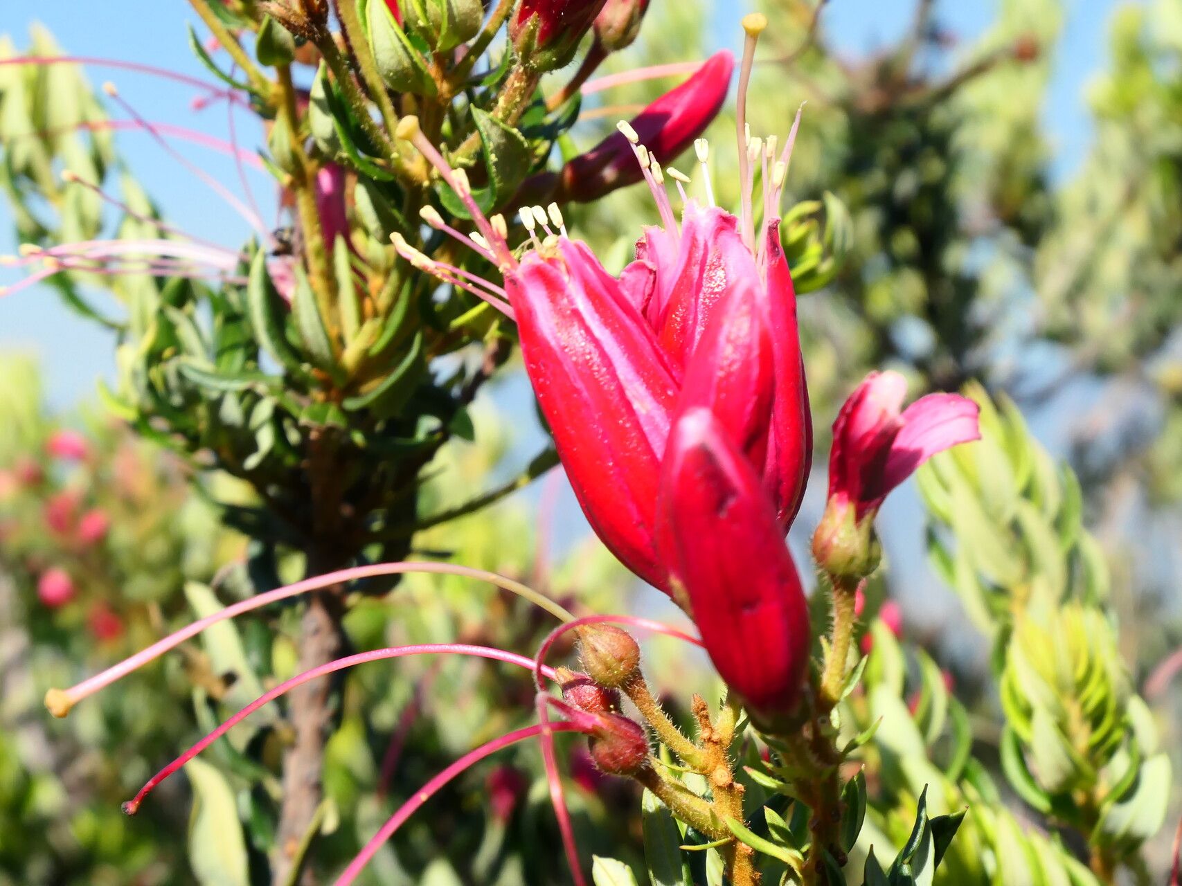 Bejaria mathewsii flower