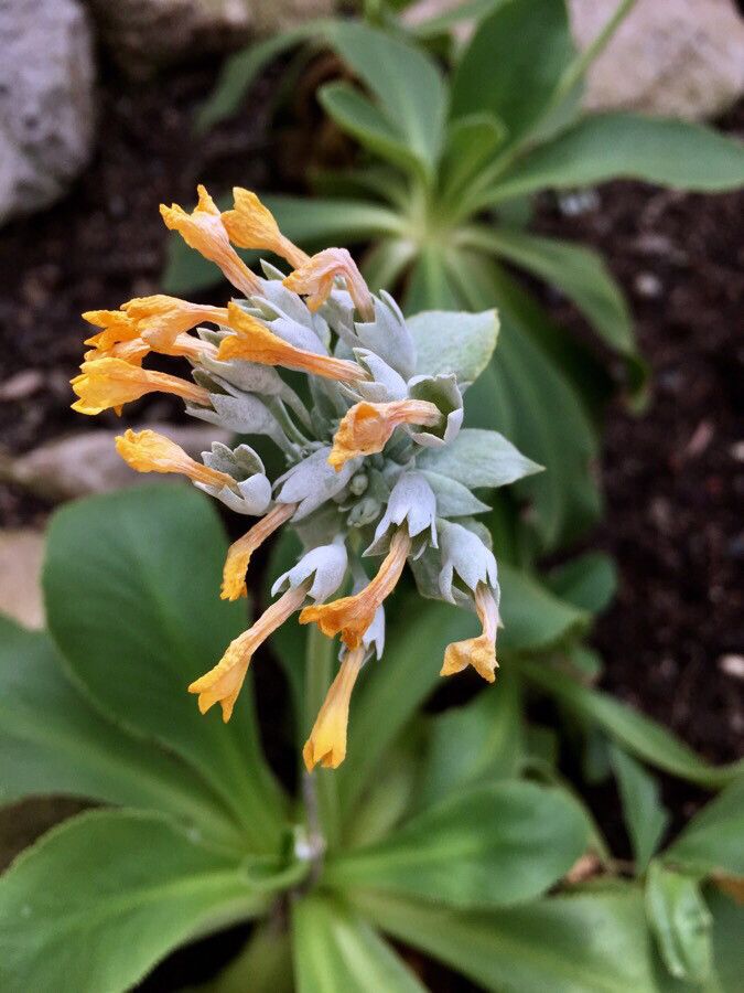 Primula palinuri flower