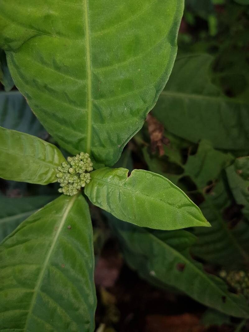 Psychotria tenuifolia flower