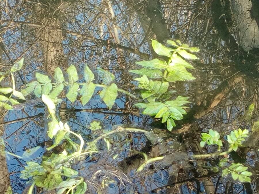 Apium nodiflorum leaf