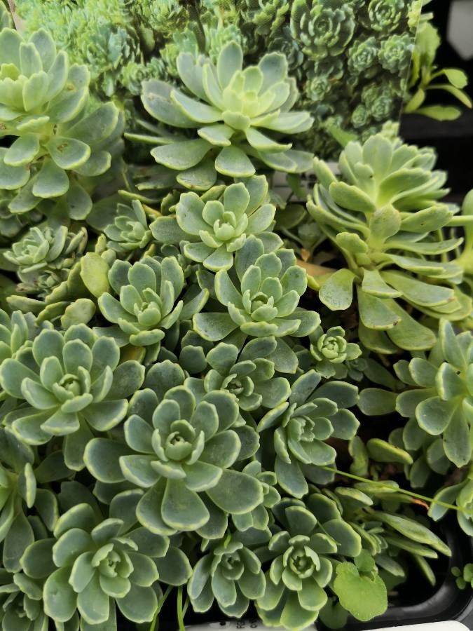 Rhodiola pachyclados — search result for 'Rhodiola'
