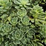 Rhodiola pachyclados