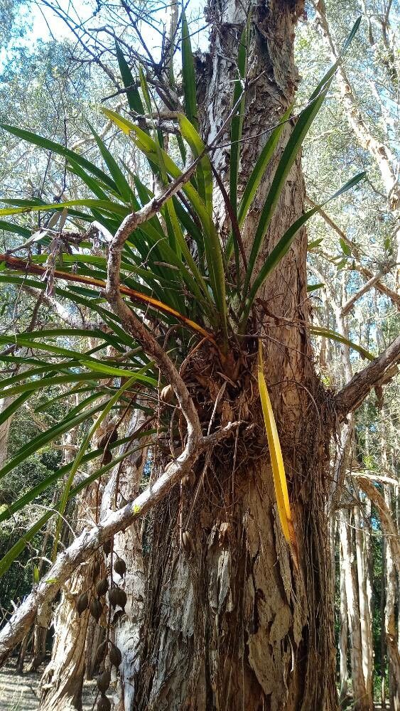 Cymbidium madidum habit