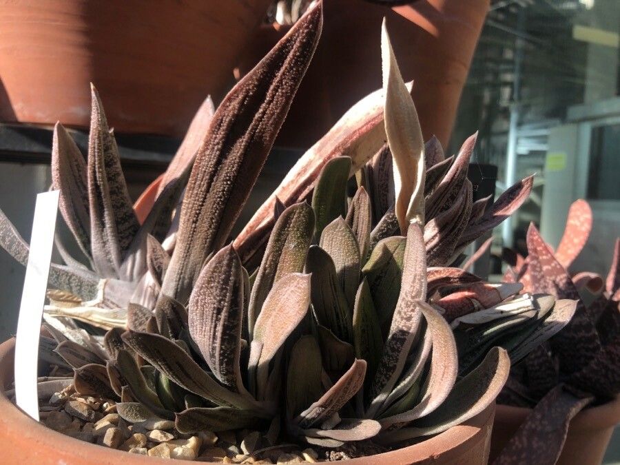 Gasteria obliqua leaf