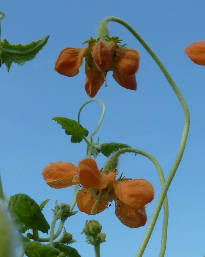 Caiophora lateritia flower