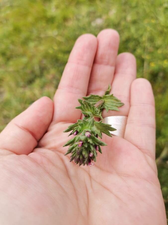 Parentucellia latifolia leaf