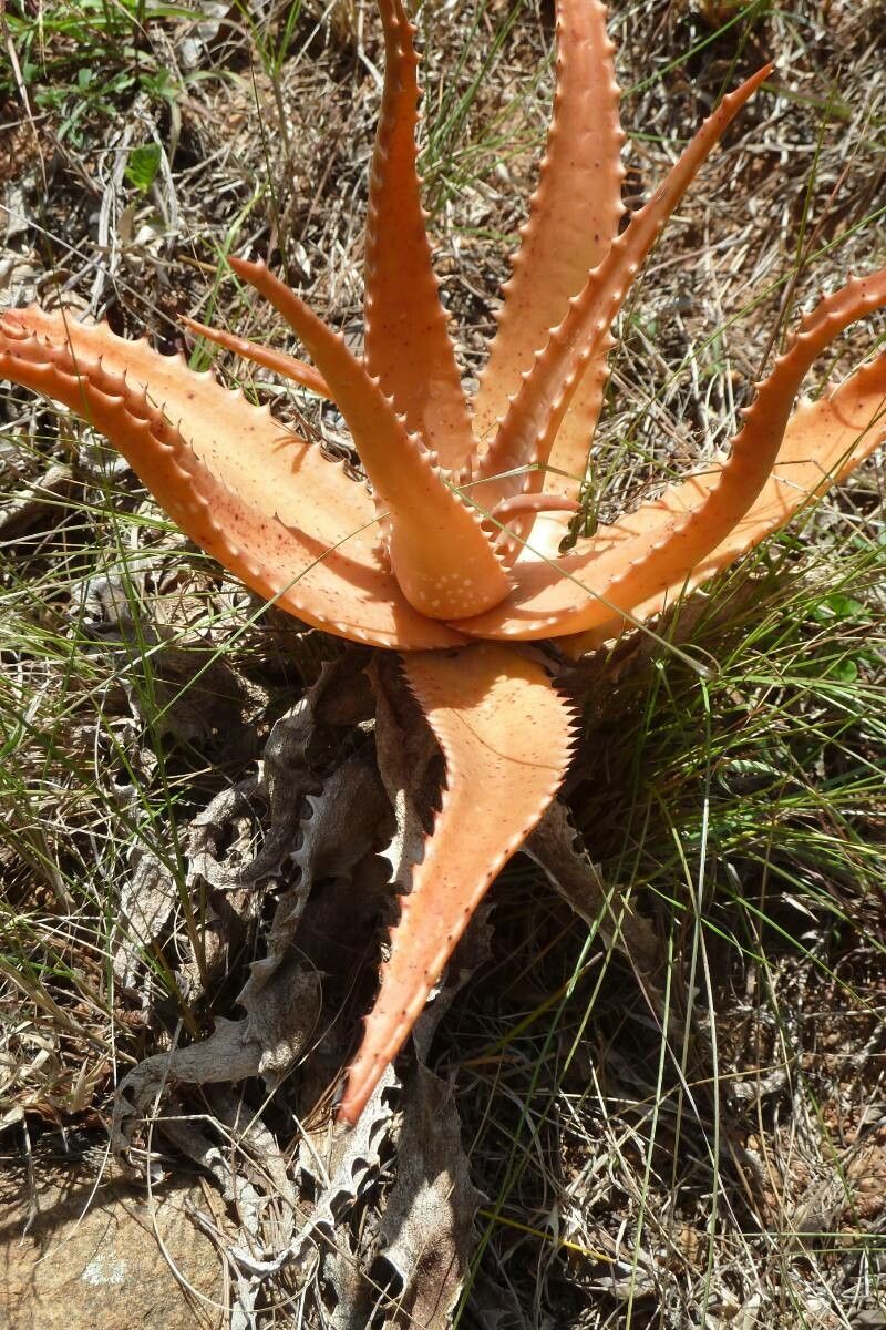 Aloe secundiflora leaf
