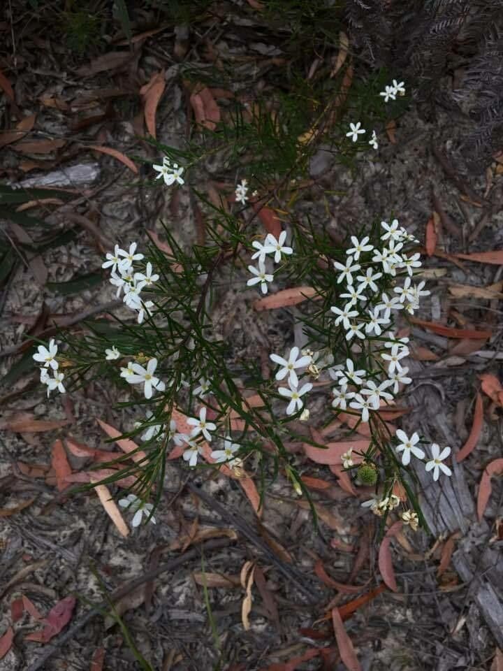 Ricinocarpos pinifolius — houseplant care guide